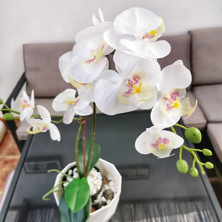 Costa Haven * コスタ・デル・シレンチオ